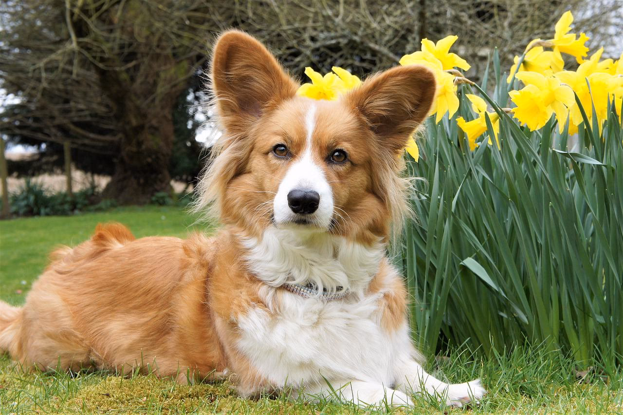 Are Cardigan Welsh Corgi Breeders AKC registered?
