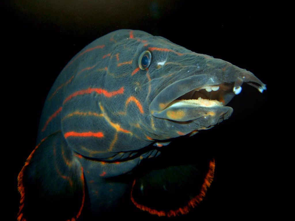Are eels good for a freshwater aquarium?