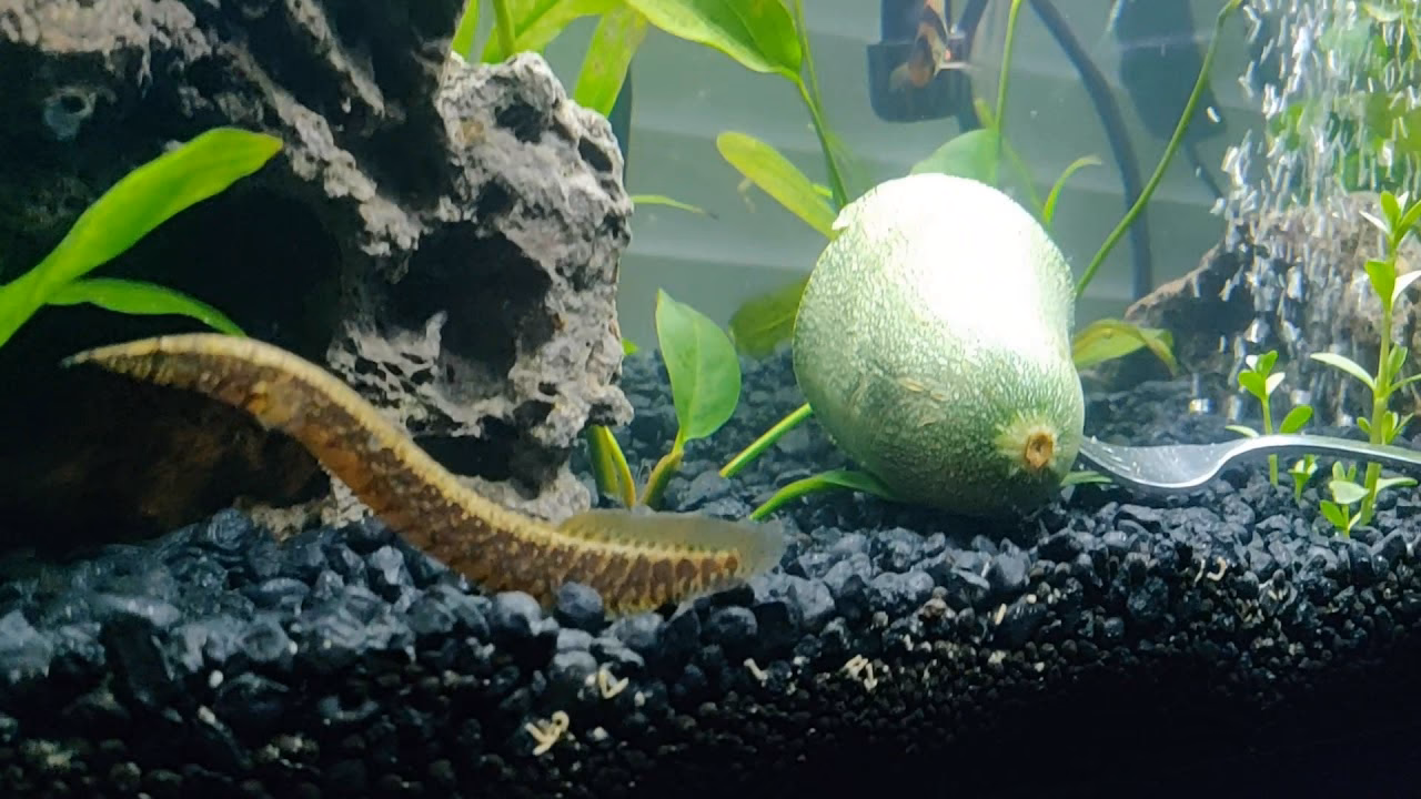 Which eels can be kept as pets?