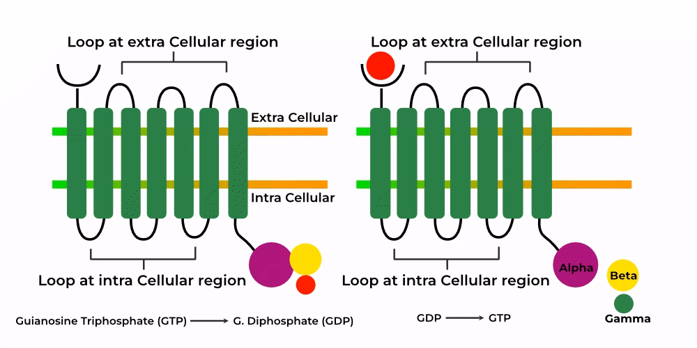 What is a G-protein?