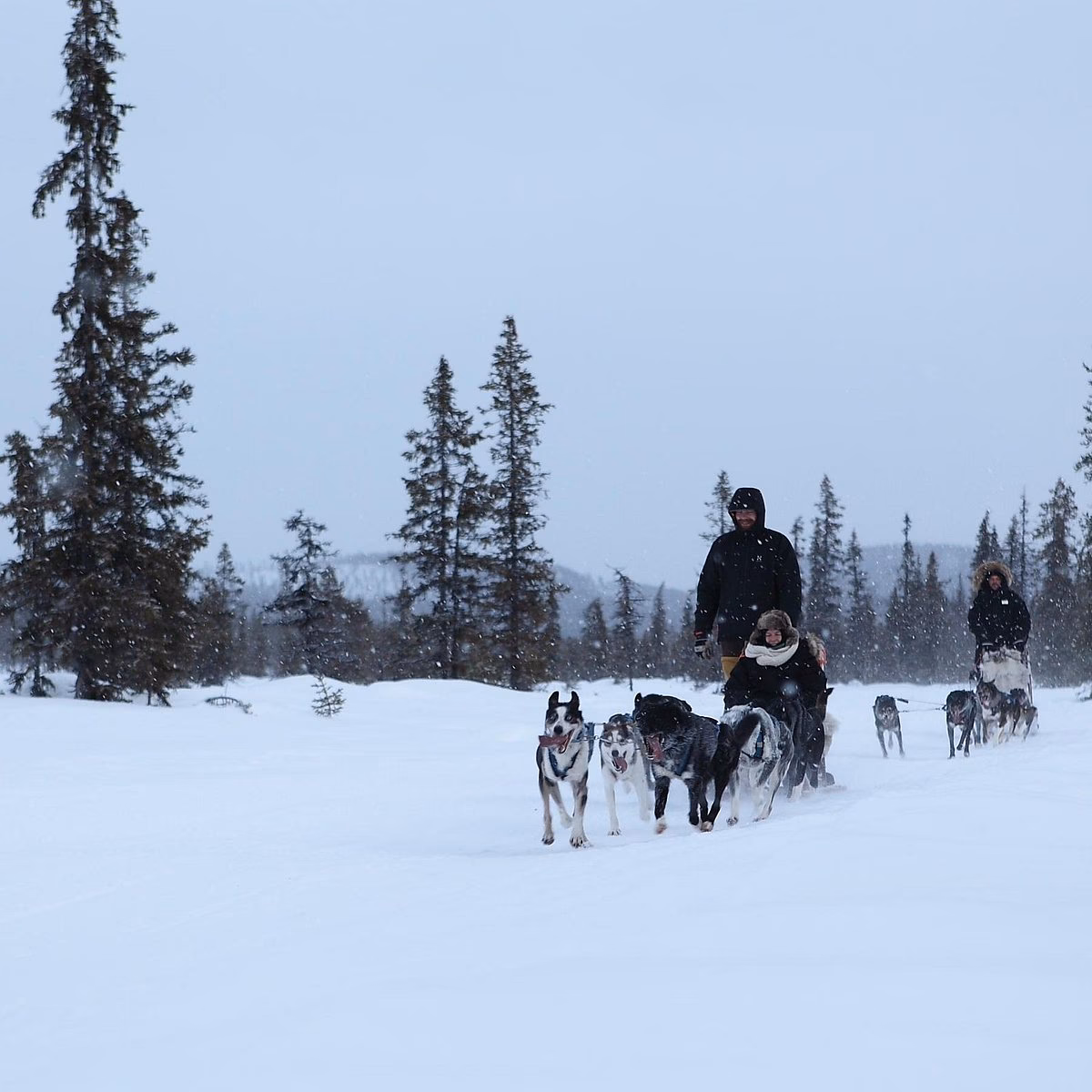 What is Kiruna dog sledding?