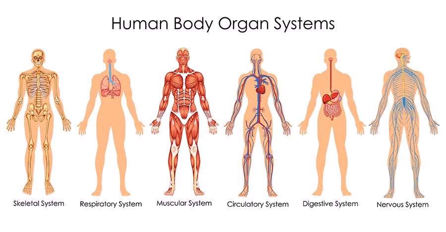 What are the long-term effects of smoking?