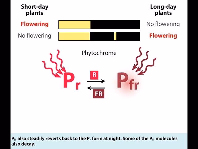 When do short day plants flower?