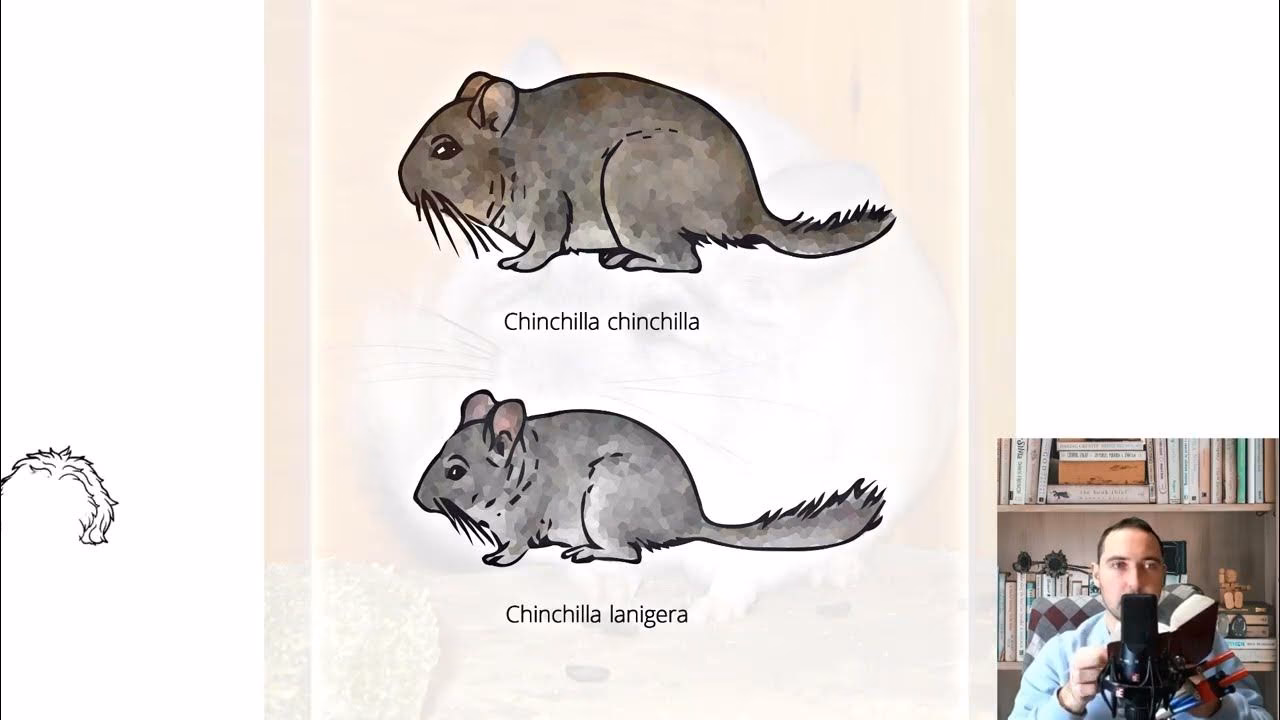 Are short tailed chinchillas sterile?