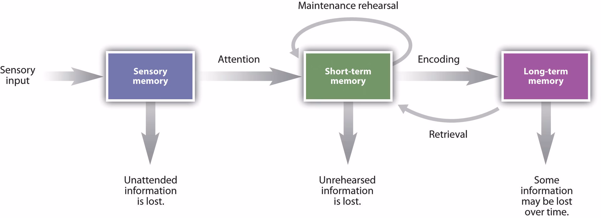 How long does short-term memory last?