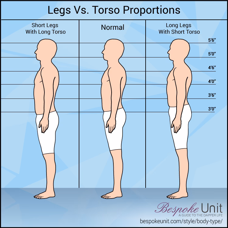 What does a long torso mean?