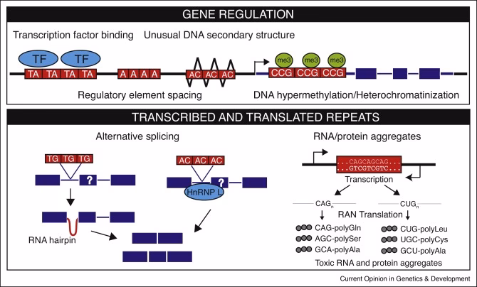 Does hiphase support tandem repeat variants?