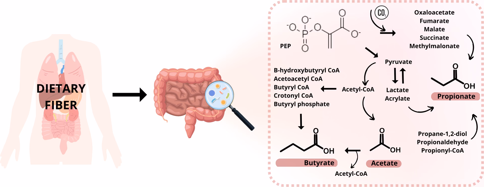 Where are short chain fatty acids found?