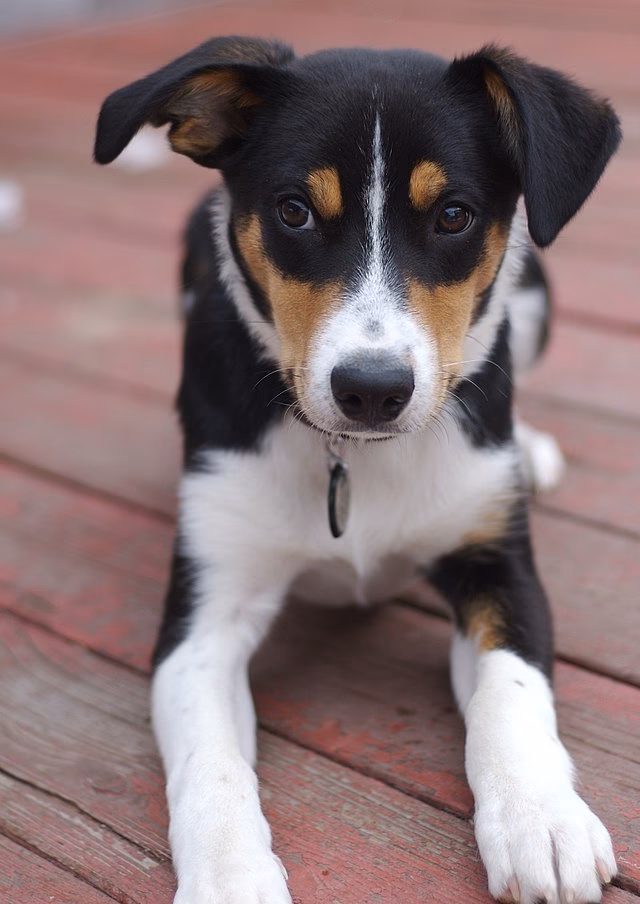 Can a rough collie give birth to a short-haired puppy?