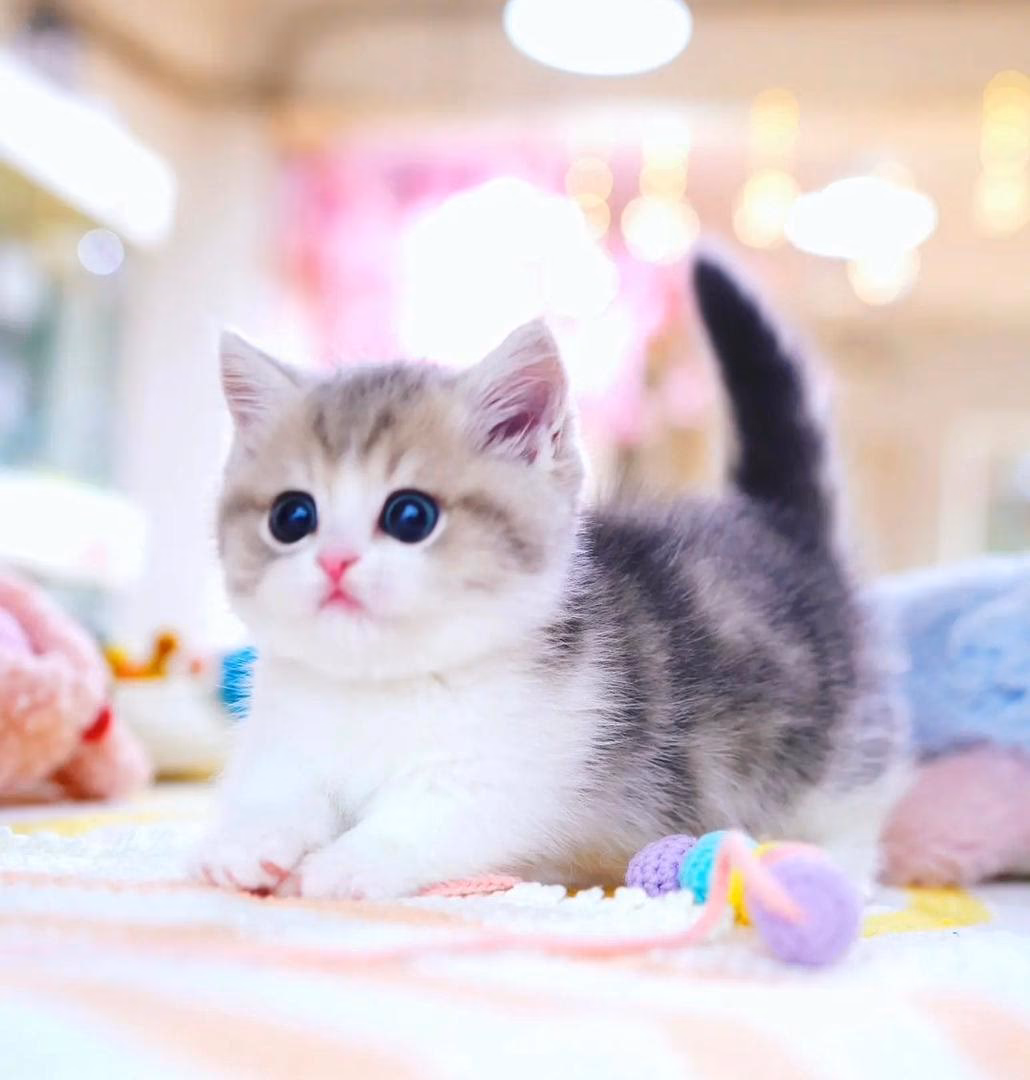 How long do munchkin cats live?