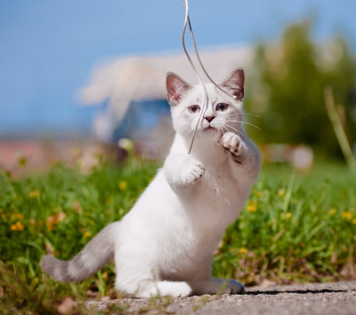 What types of munchkin cats are available for sale?