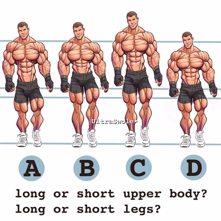 Why are the legs longer than the torso?